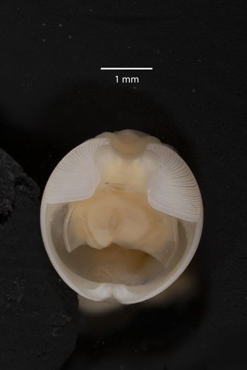 Media type: image;   Malacology 169661 Description: Digital documentation photo of preserved specimen;